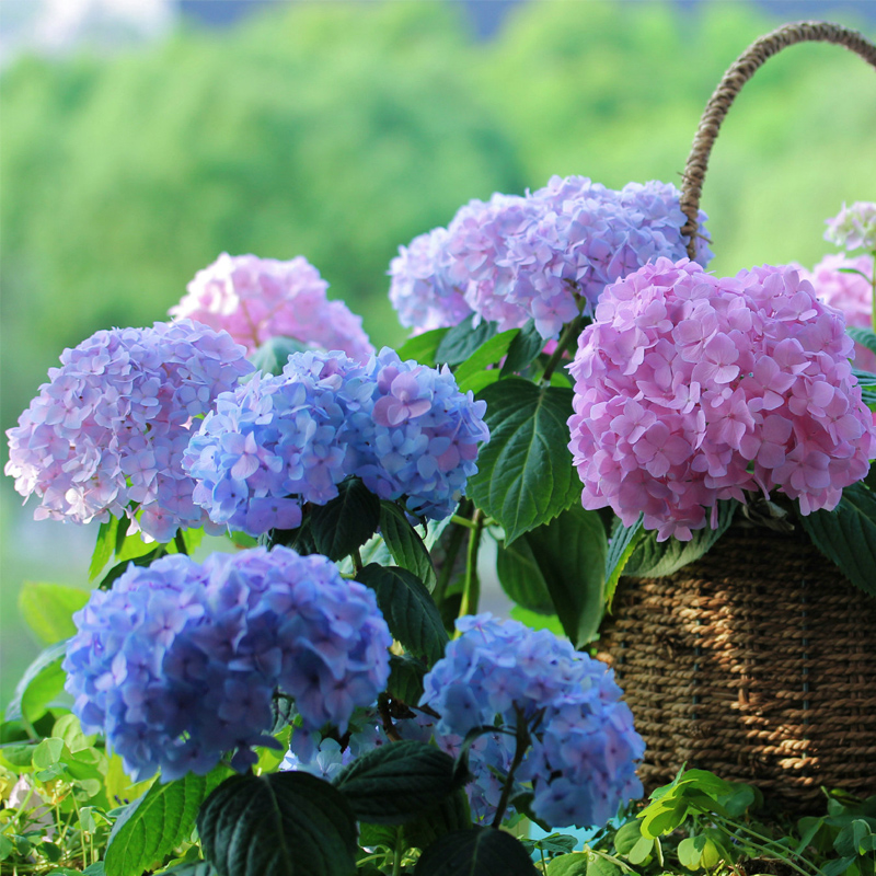 南寧花藝學校知識：延長繡球花存活時間的技巧