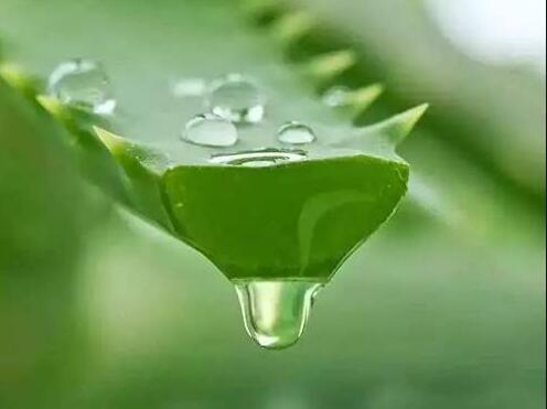 廣西美容護(hù)膚：蘆薈護(hù)膚過敏怎么辦