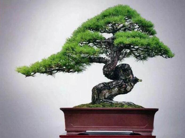 盆景制作3個注意事項，南寧婚慶花藝培訓(xùn)分享