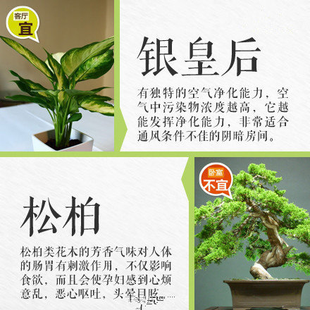哪些綠植適合放在室內(nèi)？南寧花藝師培訓(xùn)學(xué)校盤點(diǎn)清單