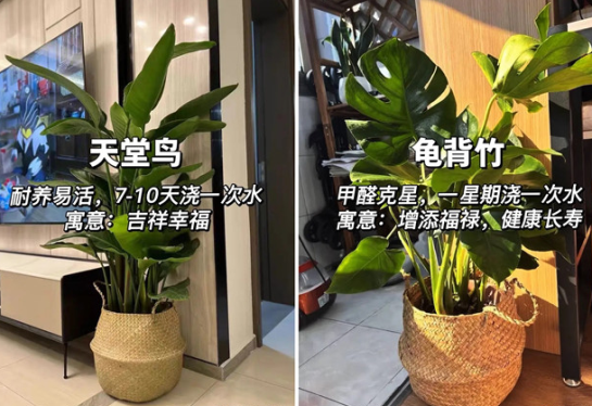 適合放在客廳的綠植，廣西花藝綠植培訓分享