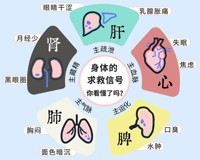 南寧專業(yè)美容管理學(xué)校：五臟六腑如何管理？